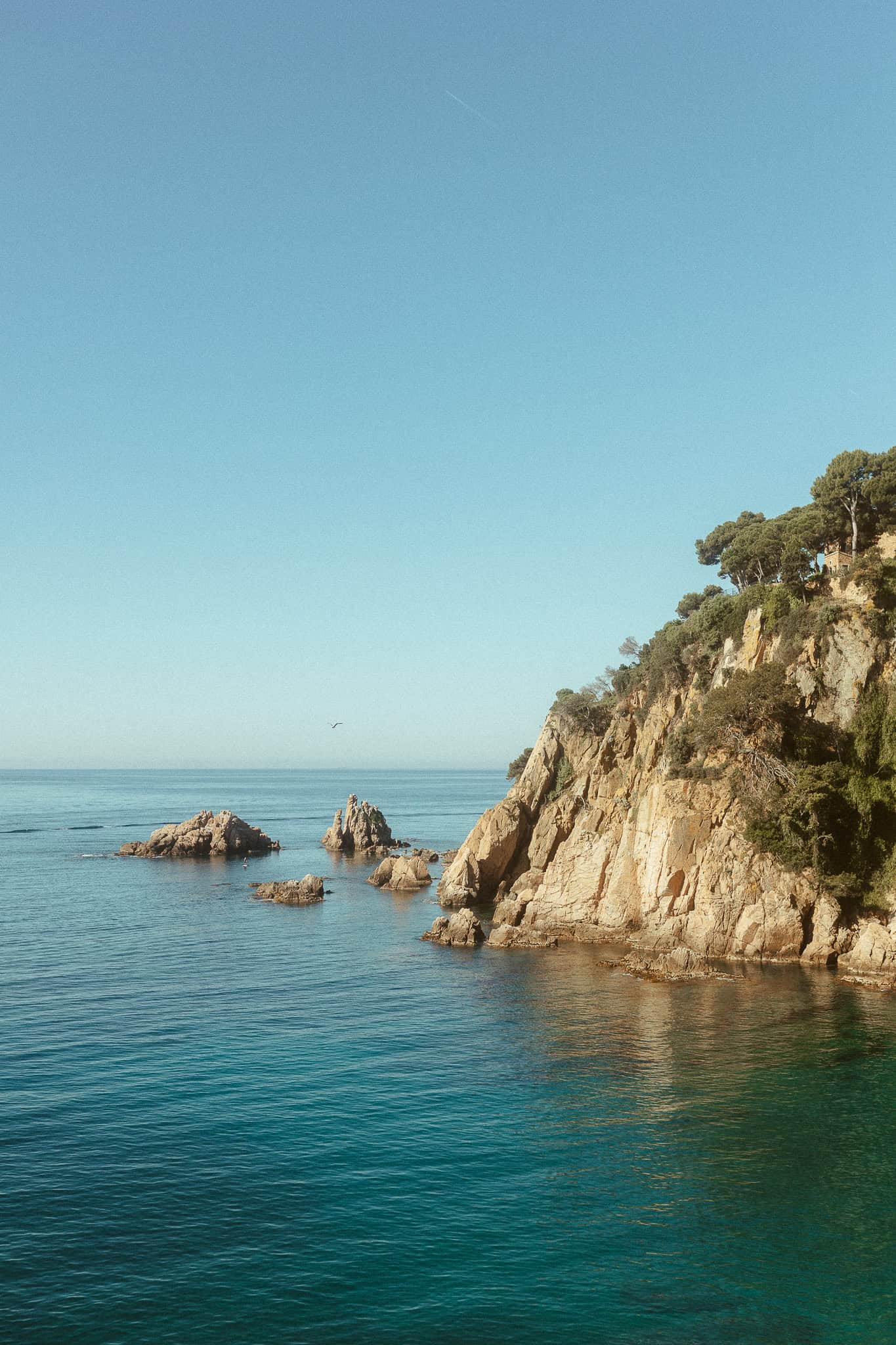 Surprise Proposal Photoshoot in Marimurtra botanical gardens